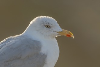 Portrait of a herring gull (Larus argentatus) in the cliffs of the Atlantic Ocean. Camaret, Crozon,