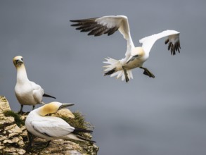 Northern Gannet, Morus bassanus, bird in flight over sea, Bempton Cliffs, North Yorkshire, England,