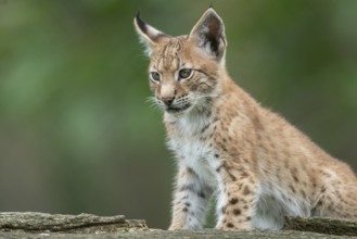 Young lynx (Lynx lynx), Haltern, North Rhine-Westphalia, Germany, Europe