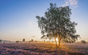 Heath landscape, flowering common heather (Calluna vulgaris), birch (Betula), backlit at sunrise,