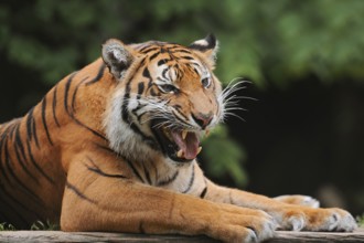 Sumatran tiger (Panthera tigris sumatrae), male snarling, captive, occurring on Sumatra, Indonesia,