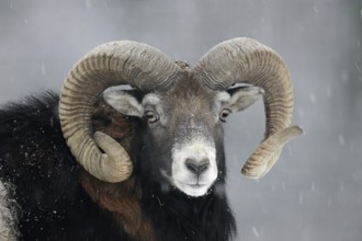 European mouflon (Ovis gmelini musimon, Ovis orientalis musimon), ram in winter, Germany, Europe