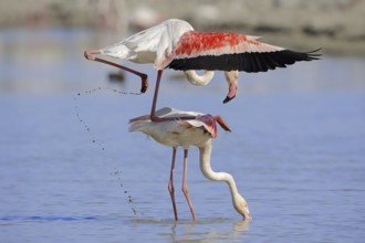 Greater flamingo (Phoenicopterus roseus), pair copulating, Camargue, Provence, southern France