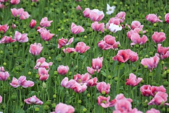 Opium poppy (Papaver somniferum), cultivation of edible poppy, poppy field, pink flowers and seed