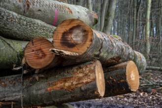 Pile of wood in the forest, Berlin suburbs, Germany, Europe