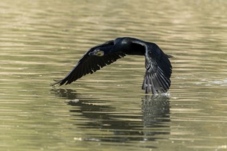 Great cormorant (Phalacrocorax carbo), flying, wildlife, Germany, Europe