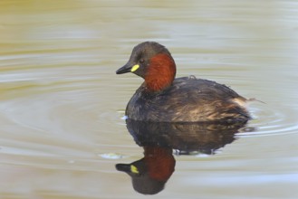 Little grebe (Tachybaptus ruficollis), adult bird in its plumage, on a lake, Stuttgart,