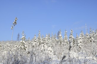 Snow-covered winter forest, snow-covered spruces (Picea abies) on a sunny winter day with blue sky