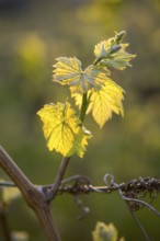 Young leaves of a grapevine in spring, viticulture, budding, shoots, vines, Baden-Württemberg,