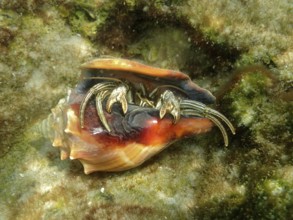 A hermit crab (Pagurus) looks out of its shell. Dive site John Pennekamp Coral Reef State Park, Key