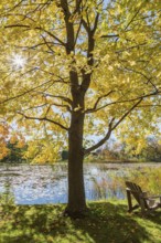 Wooden adirondack chair on green grass lawn beneath Acer, Maple tree next to pond with Nymphaea,