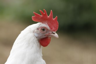 Domestic fowl (Gallus gallus)