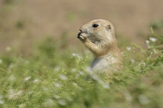 Black-tailed prairie dog (Cynomys ludovicianus), juvenile, captive, occurrence in North America