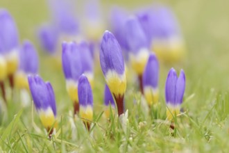 Sieber crocus or Greek dwarf crocus (Crocus sieberi), North Rhine-Westphalia, Germany, Europe