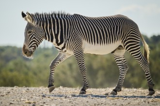 Plains zebra (Equus quagga) standing on the ground, captive, distribution Africa