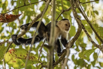 White-headed capuchin (Cebus imitator) in a tree, Cahuita National Park, Costa Rica, Central