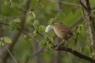 Eurasian wren (Troglodytes troglodytes) adult bird on a Hazel tree branch carrying a feather in its