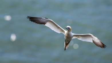 Northern Gannet, Morus bassanus, bird in flight over sea