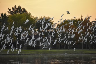 Large Sphingid (Bubulcus ibis) over a lake in the evening, seen in Entre Rios, Argentina, South