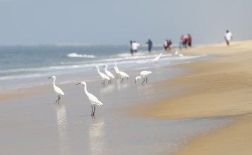 Great egret (Ardea alba, syn.: Casmerodius albus, Egretta alba) at Marari Beach or beach, blurred