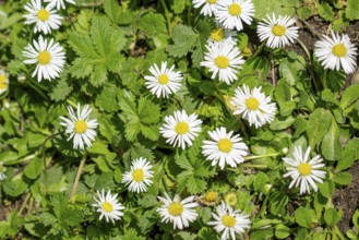 Meadow with daisies (Bellis perennis), white flowers with yellow centre, Ternitz, Lower Austria,