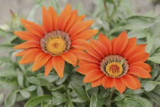 Gazania or Mittagsgold (Gazania hybride), flowers, ornamental plant, North Rhine-Westphalia,