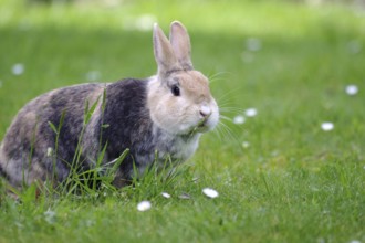 Rabbit (Oryctolagus cuniculus domestica), hare, grass, daisy, A brown domestic rabbit sits in the