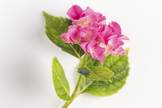 Branch with pink hydrangea flowers on a white background