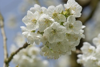 Cherry blossom (Prunus, Franconia, Bavaria, Germany, Europe