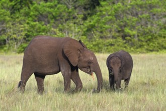 African forest elephants (Loxodonta cyclotis) in a clearing in Loango National Park, Parc National