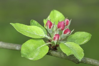 Apple blossoms (Malus), red still closed blossoms, Wilnsdorf, Nordrhein. Westphalia, Germany,