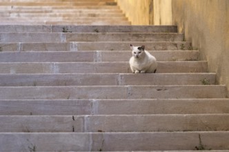 Cat lying, dozing, stairs, evening light, Lisbon, Portugal, Europe