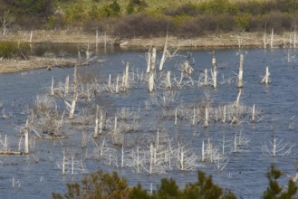 A lake with dead trees and light-coloured vegetation in the water, Gadouras Reservoir, Rhodes,