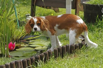 Cavalier King Charles Spaniel, kitten