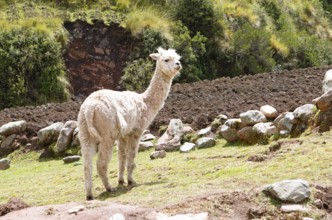 Alpaca (Vicugna pacos) in a meadow in the Andean highlands, Combapata district, Canchis province,