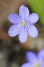 Liverwort (Hepatica nobilis, Anemone hepatica), flower, North Rhine-Westphalia, Germany, Europe