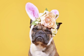 Cute French Bulldog dog wearing pink Easter bunny costume ears headband with rose flowers on yellow