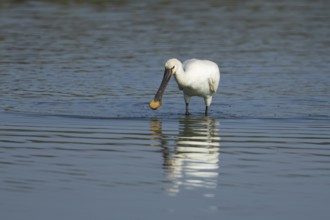 Eurasian spoonbill (Platalea leucorodia) adult bird feeding in a shallow lagoon, England, United