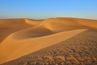 Soft, undulating sand dunes in the desert under a clear blue sky in the light of sunset, Matruh,