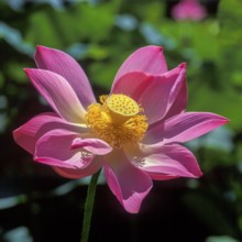 Lotus Flower (Nelumbo nucifera), Bali, Indonesia, Asia