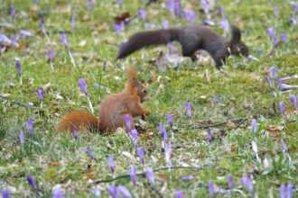 Squirrel, crocus meadow, March, Germany, Europe