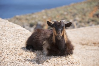 A brown goat lying relaxed on a rock in nature, Young goat, Crete, Greece, Europe