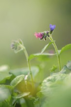 Close-up of a spotted lungwort (Pulmonaria officinalis), portrait format, nature photo, flora,