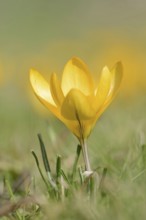 Golden crocus or dutch yellow crocus (Crocus flavus), North Rhine-Westphalia, Germany, Europe