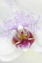 Butterfly orchid (Phalaenopsis), detail of the flower, houseplant, North Rhine-Westphalia, Germany,