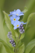 Water forget-me-not (Myosotis scorpioides), flowers, North Rhine-Westphalia, Germany, Europe