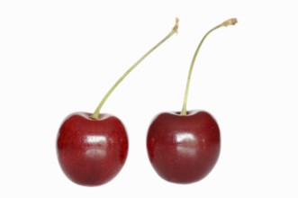 Wild cherry (Prunus avium), cherries on a white background