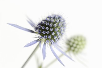 Amethyst sea holly (Eryngium amethystinum), flowers against a white background