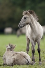 Dülmen wild horses, foals, Merfelder Bruch, Dülmen, North Rhine-Westphalia, Germany, Europe