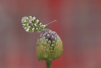 Orange tip (Anthocharis cardamines) butterfly resting on a garden Allium flower head in the